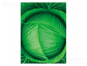 �Gʥ-���{(l��n)�N��-����