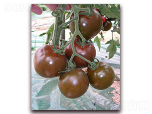 ����100-���ѷN��-��˹��