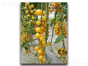 ������-���ѷN��-��˹��