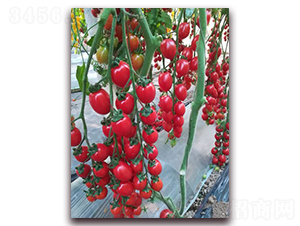 ��ɽ����-���ѷN��-��˹��