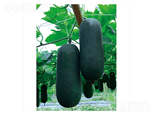 ����С����-���ϷN��-����