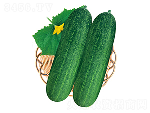 �G��ʿ��̖(h��o)-���ϷN��-����