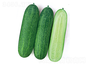 �G��ʿ-���ϷN��-����