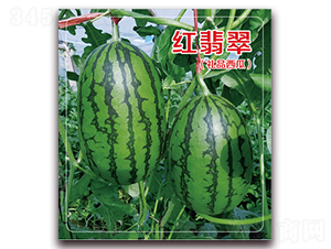 �t���-���ϷN��-��˹��