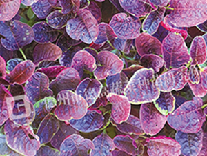 �¸�17̖(h��o)-�{�˷N��-�¸�