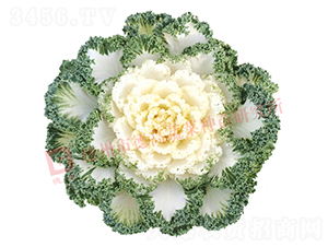 ��ѩ����-���¸��{(l��n)�N��-�¸�