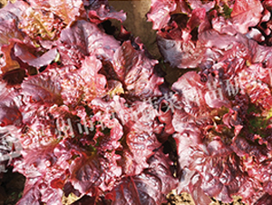 �������~����-���˷N��-�¸�