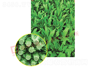 �G�����-�����˷N��-�¸�