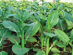 �¸�1403-���ķN��-�¸�