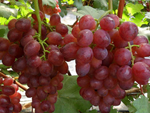 �t����������-���ѷN��