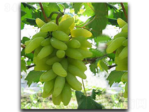 ����ָ����-���ѷN��