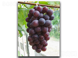 �޷�����-���ѷN��