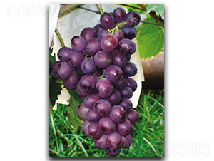 ��õ��-���ѷN��