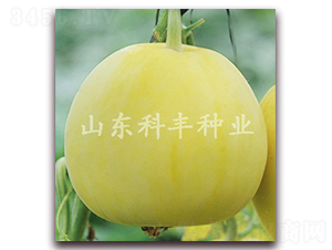 ɽ���۶�̖-��ϷN��-���S�N�I(y��)