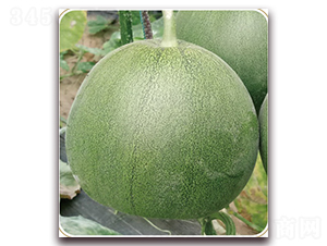 �G����-��ϷN��-���S�N�I(y��)