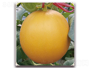 ɽ���۰�̖-��ϷN��-���S�N�I(y��)