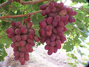 �˂���������-���ѷN��