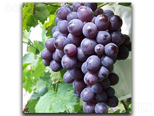 õ��������-���ѷN��