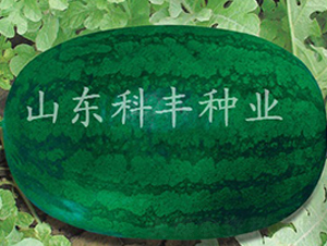 �����S����̖-���ϷN��-���S�N�I(y��)