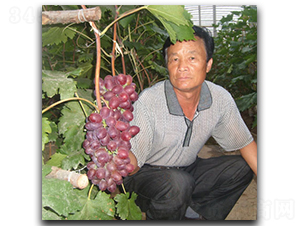 ���ռt����-���ѷN��