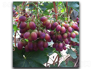 �¾�������-���ѷN��