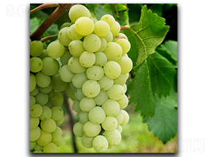 �����Ȭ�˹����-���ѷN��