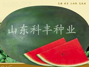 �������B��-���ϷN��-���S�N�I(y��)