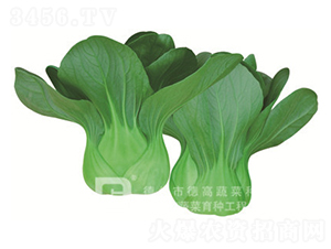 �¸�T668-�๣�˷N��-�¸�