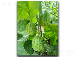 ���л�������Ƥ��ͣ�-��ϷN��