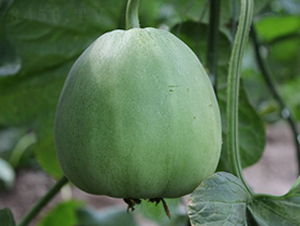 ���оGɫ���䣨�GƤ�G����ͣ�-��ϷN��