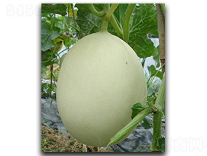 ���۴���-��ϷN��