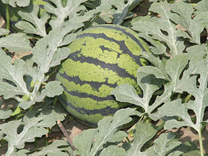 ʥ����̖-���ϷN��