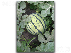 ����W1-���ϷN��