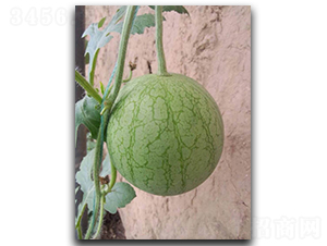 ����W6-���ϷN��