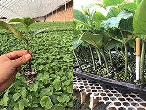 �����@��ľ-�S�ϷN��