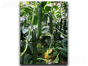 ʥ��(y��u)89-�S�ϷN��