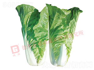 �¸�1784-��˷N��-�¸�