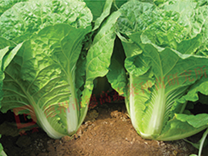 ����-��˷N��-�¸�