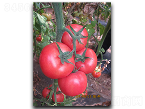 ����PT306-���ѷN��