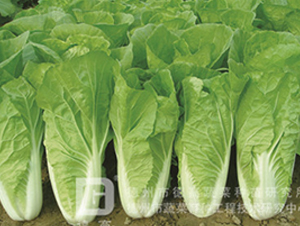 �L��5̖-��˷N��-�¸�