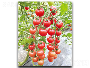 ����CT136-���ѷN��