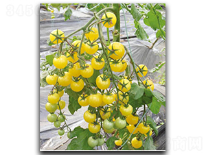 ���(y��ng)141-���ѷN��