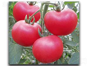 ������-���ѷN��