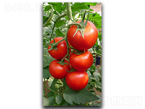 ���᠖-���ѷN��