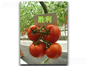 ��������-���ѷN��