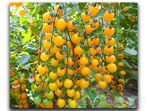 �����S��2̖(h��o)-���ѷN��