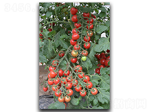 ���г�ؐ-���ѷN��