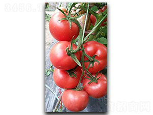 ����PT326-���ѷN��