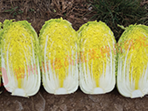 �¸�CR���-���޲˷N��-�¸�