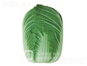 �F��2̖-��ײ˷N��-�¸�